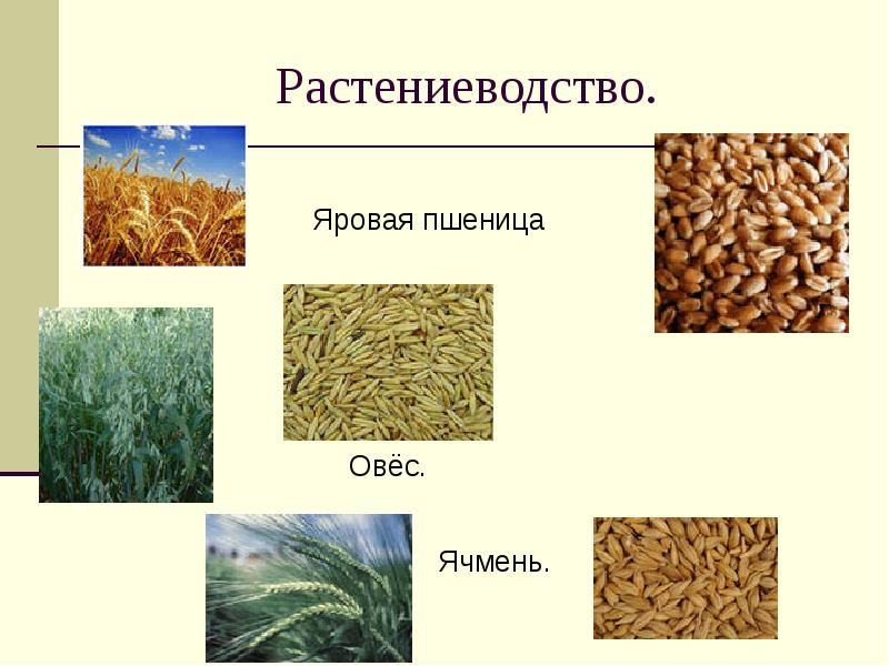 Ячмень растениеводство. Пшеница, рожь, ячмень, овес, кукуруза. Яровые зерновые культуры. Ячмень сельскохозяйственная культура. Пшеница ячмень овес.