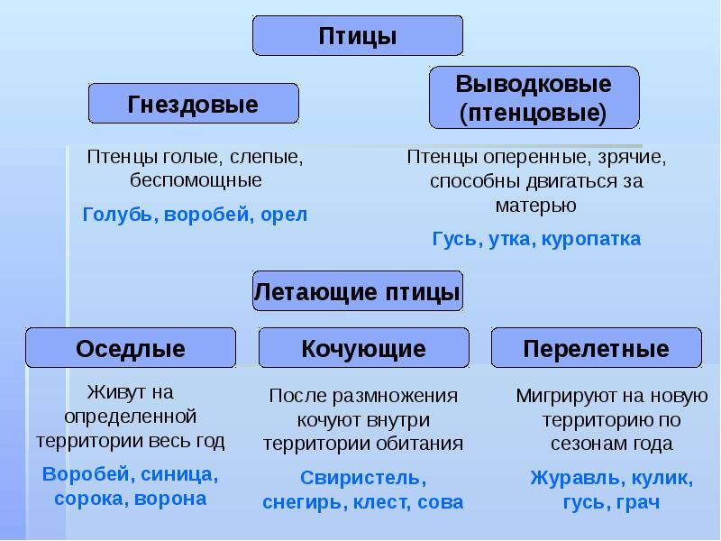 Тип хордовые презентация егэ