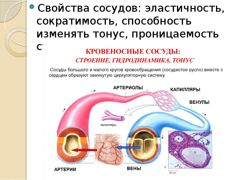 Сегментарное нарушение сократимости стенок лж