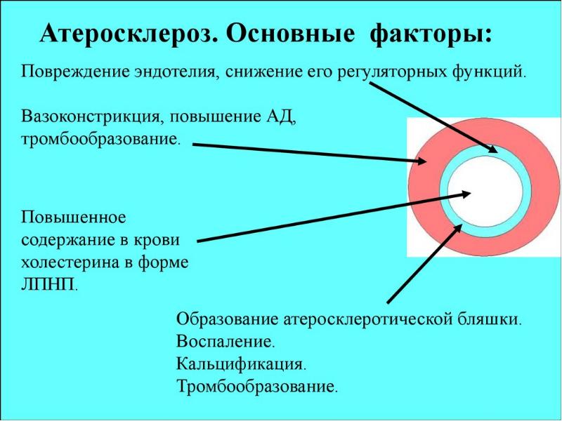 Патофизиология сосудистого тонуса презентация