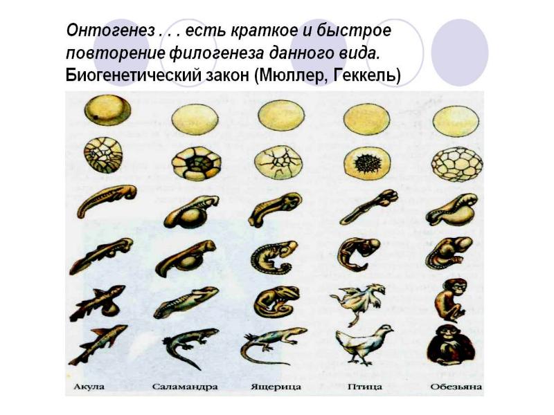 Онтогенез человека презентация