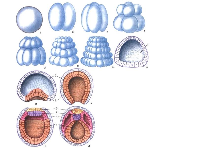 Бластула гаструла рисунок