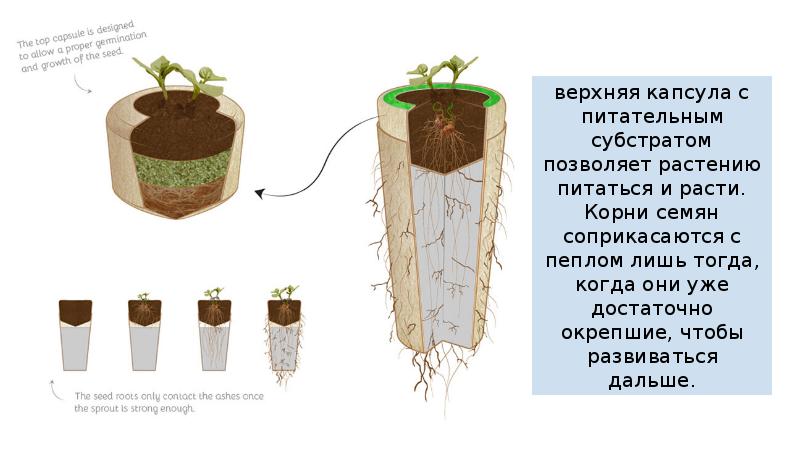 Жизнь после смерти презентация