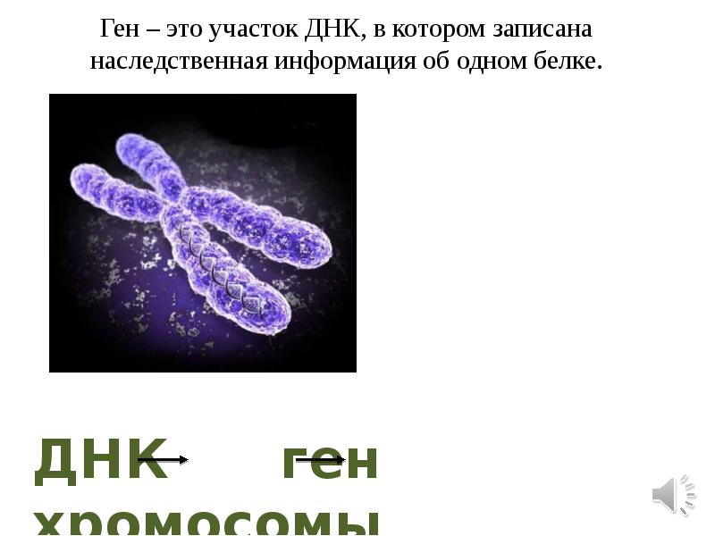 Являются носителями наследственной информации. Являются носителями наследственной информации