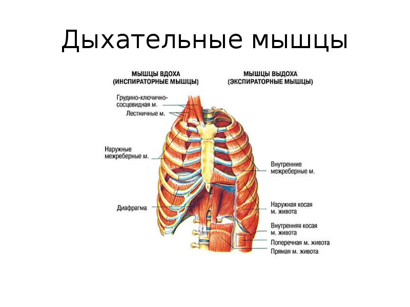 Какой цифрой на рисунке обозначена дыхательная мышца диафрагма