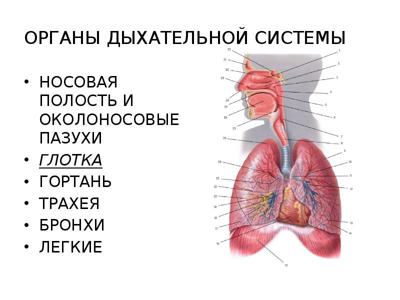 Тест органы дыхания