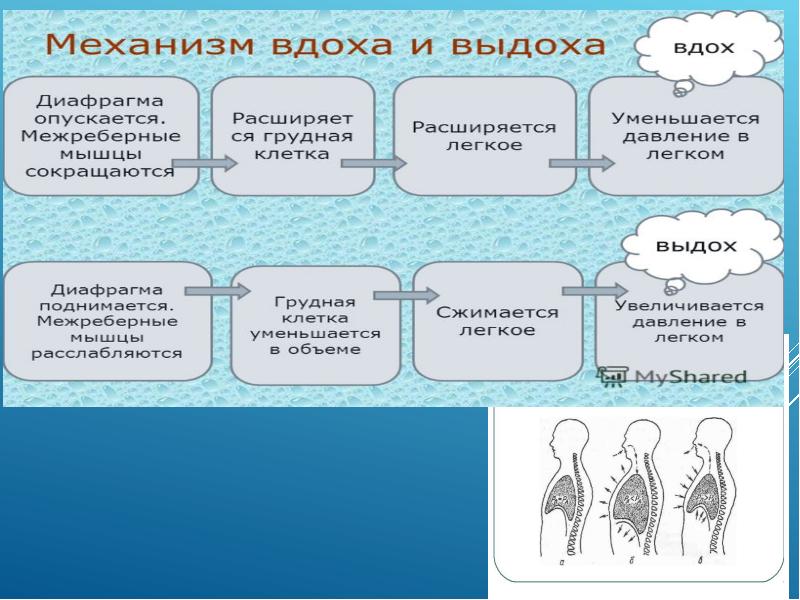 Физиологические функции организма. Физиологические функции человека. Организм основные функции организма. Анатомические морфологические физиологические функции организма.