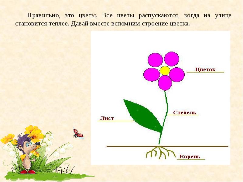 Полевые цветы презентация для детей дошкольного возраста