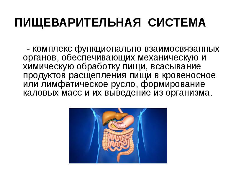 Отличие пищеварительной системы. Пищеварительная система презентация. Сквозная пищеварительная система. Органы пищеварения механическая обработка пищи. Доклад пищеварительная система.