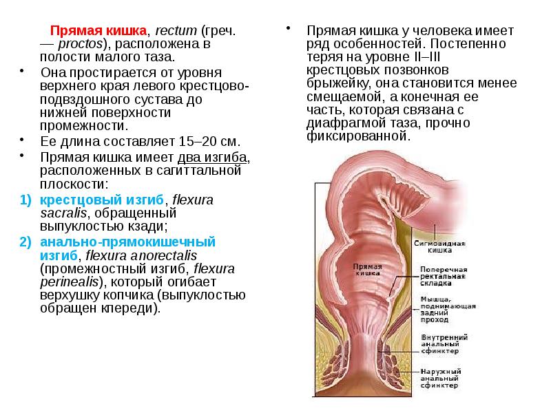 Вид прямой кишки