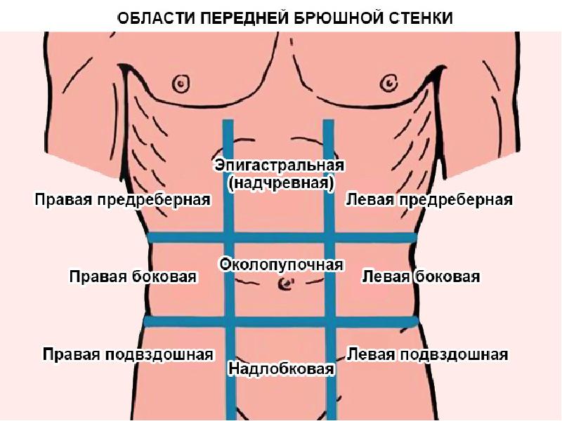 Болит левый бок спереди у женщин. Квадраты живота анатомия. Эпигастрия. Правая боковая область живота. Подвздошная область.