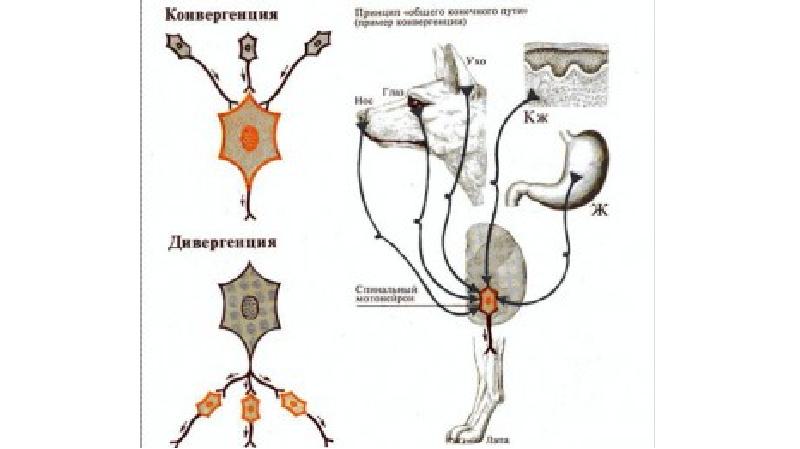 Органы возникающие в результате конвергенции. Конвергенция и дивергенция нервных центров. Принцип общего конечного пути. Принцип общего конечного пути нервных центров. Принцип конвергенции в ЦНС.