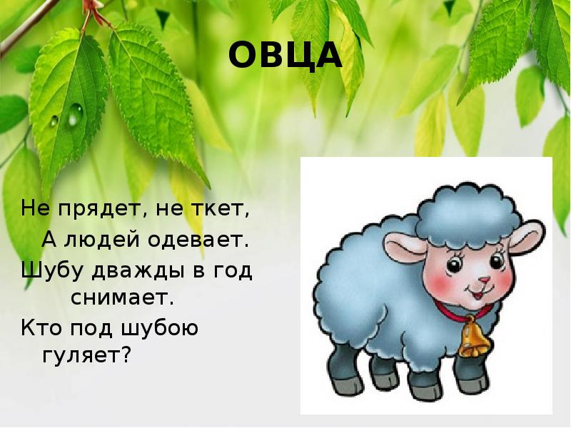 Не прядет не ткет а людей одевает. Не прядет не ткет. Загадка про барашка. Загадка не прядет не ткет а людей одевает. Не прядет не ткет.