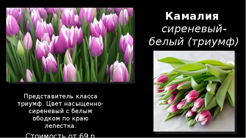 Камалия тюльпан фото и описание