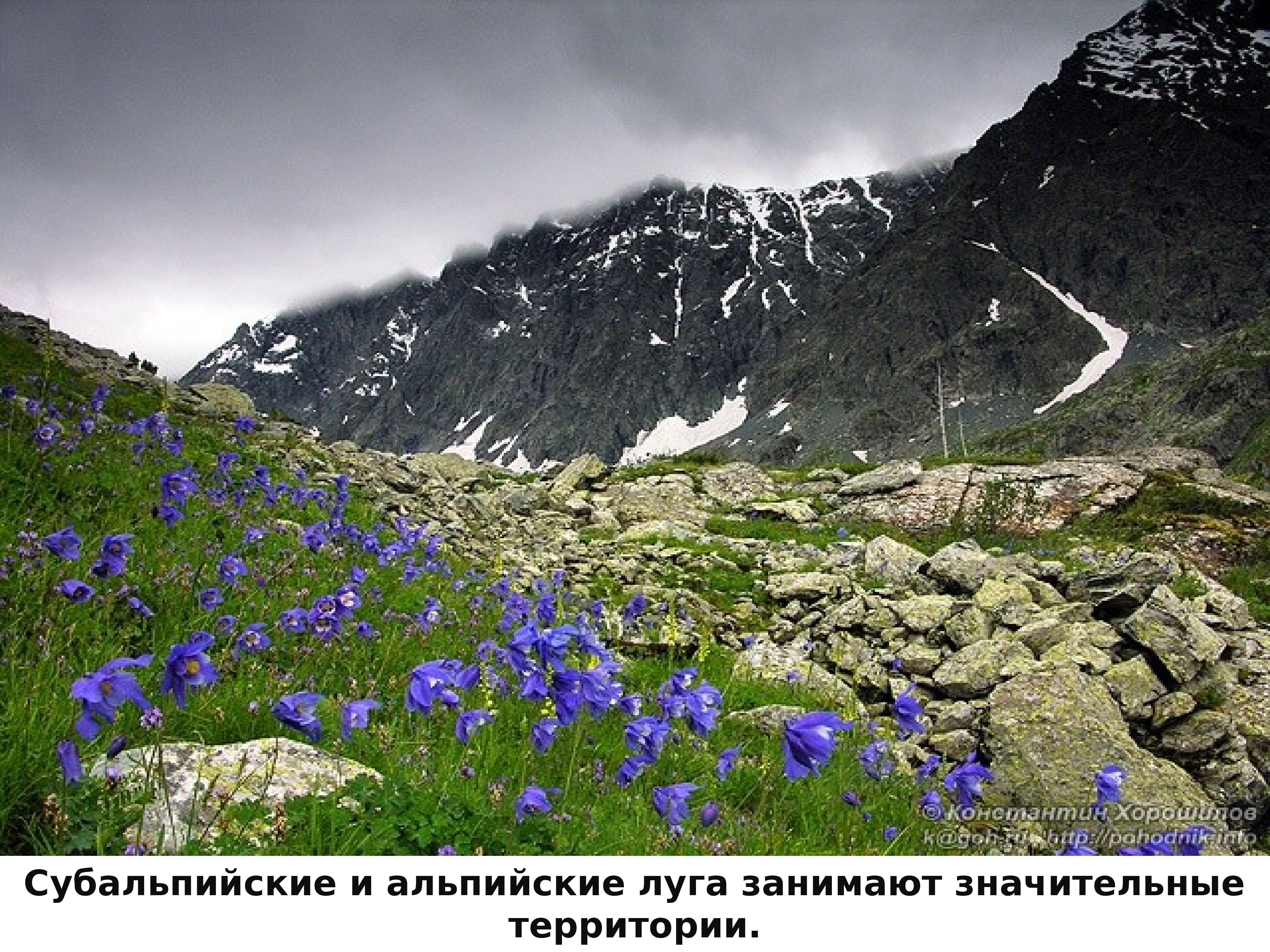 Альпийские луга алтая. Субальпийские Луга Алтая. Субальпийские Луга Дагестана. Что такое Альпийские Луга и субальпийские Луга. Субальпийские Луга Северного Кавказа.