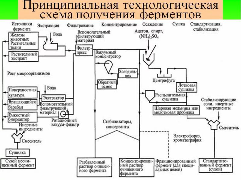 Производство ферментов презентация