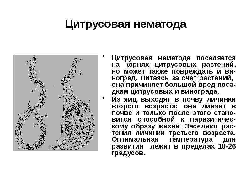 Культура нематод