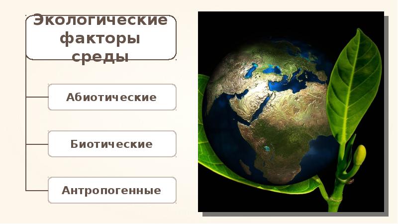 Влияние экологических факторов на урожайность дикорастущих растений 6 класс технология презентация