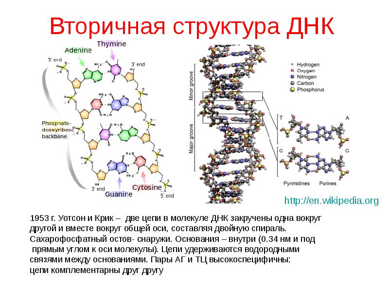 Одно из составляющих днк. Строение вторичной структуры ДНК. Вторичная структура ДНК формула. ДНК состав строение. Первичная и вторичная структура ДНК схема.