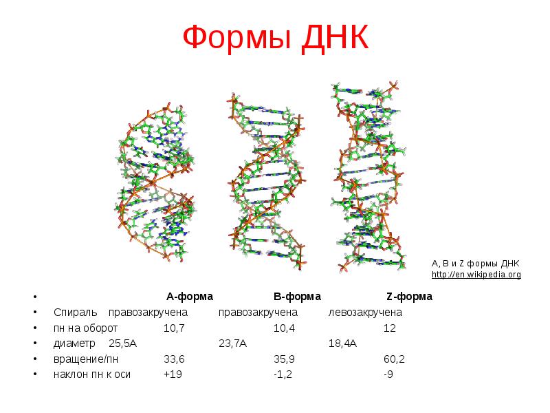 Форма днк. A B Z формы ДНК. Характеристики бета формы ДНК. Формы спирали ДНК. В- форма ДНК, А- И Z- формы ДНК..