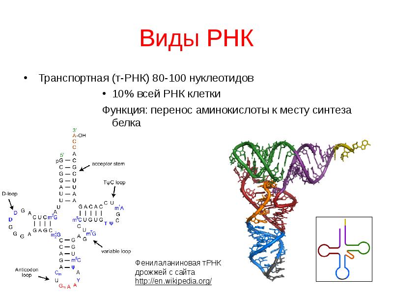 Интеллект карта нуклеиновые кислоты