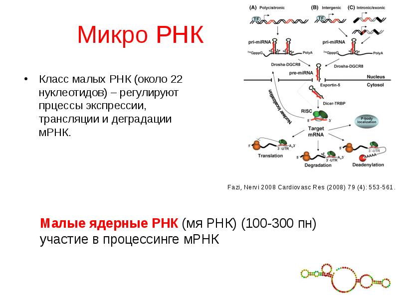 Микро роль. МИКРОРНК строение. Малые РНК функции. МИКРОРНК 145. МК РНК функции.