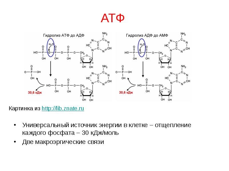 Универсальный источник энергии. Структурная формула АТФ макроэргические связи. Схема гидролиза АТФ. Гидролиз АТФ реакция. Схема реакции гидролиза АТФ.