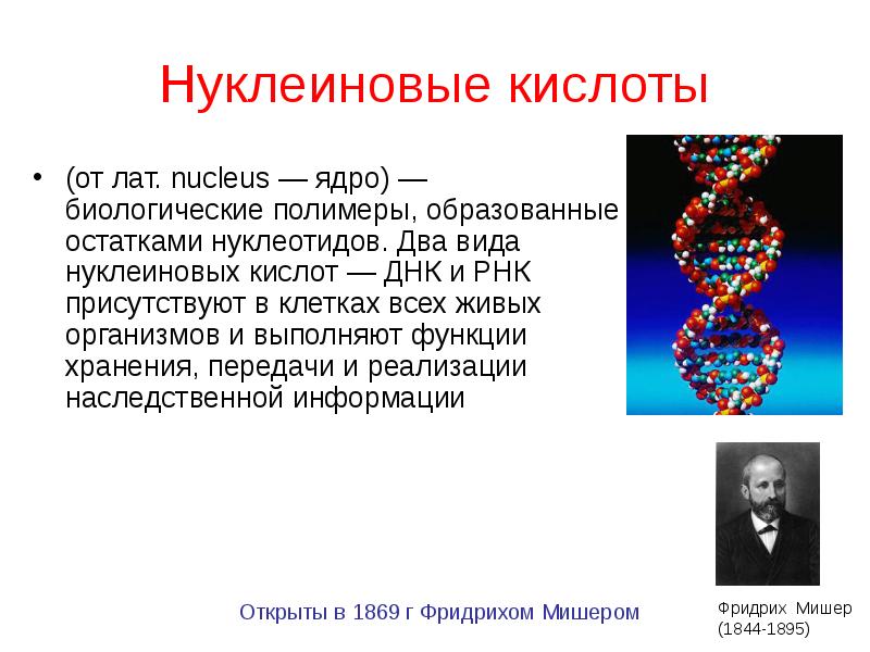 Презентация днк и рнк нуклеиновые кислоты