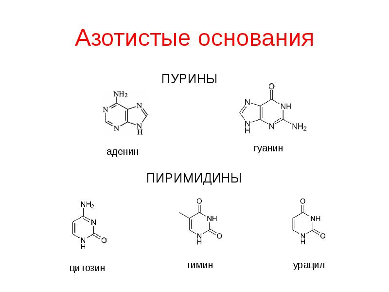 Азотистые основания расставьте подписи к изображениям формул азотистых оснований