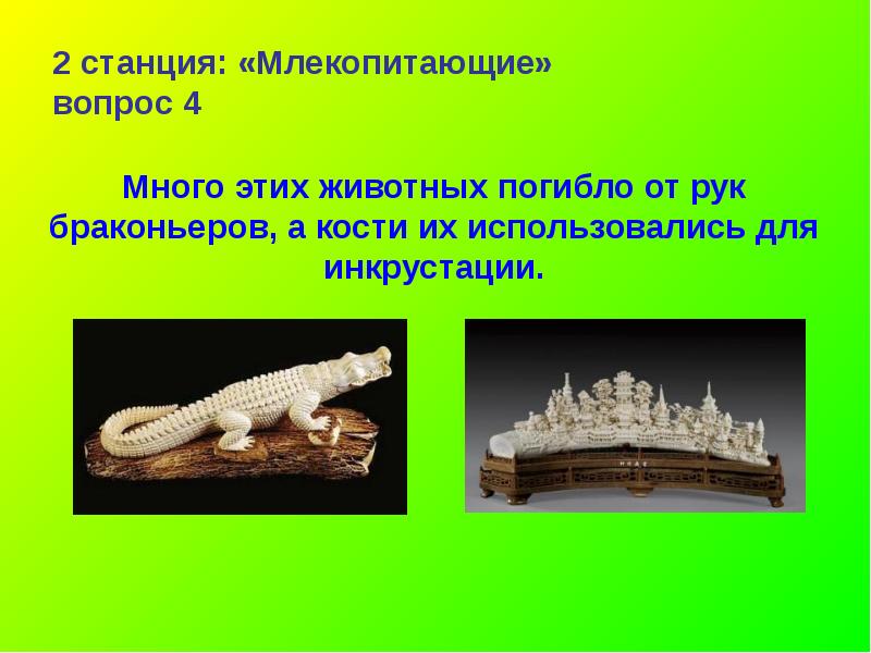 Вопросы по млекопитающим 8 класс. Млекопитающие вопросы. вопросы по млекопитающим. млекопитающие вопросы с кратким ответом.