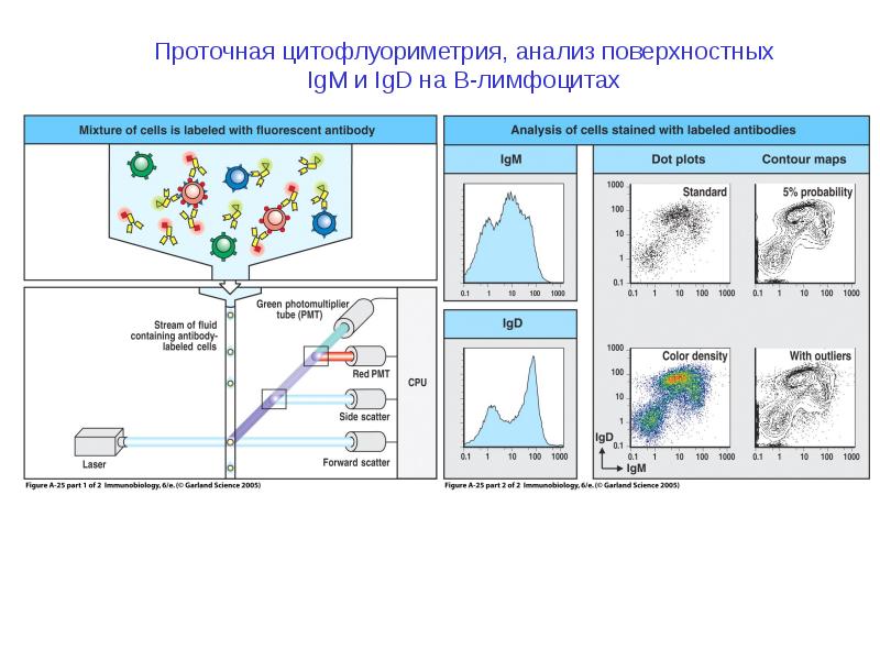 Схема подсчета лимфоцитов разных популяций с помощью проточного цитофлюориметра иммунология