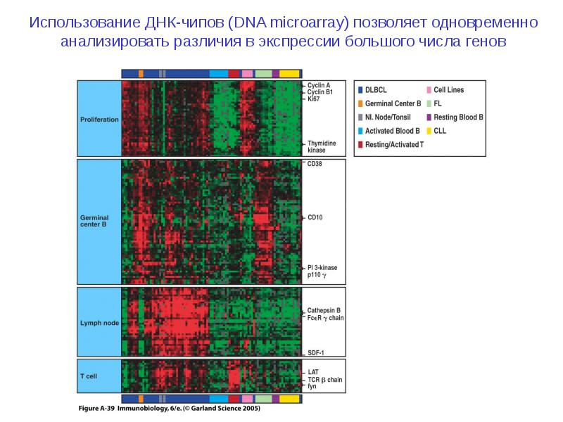 Днк микрочипы презентация