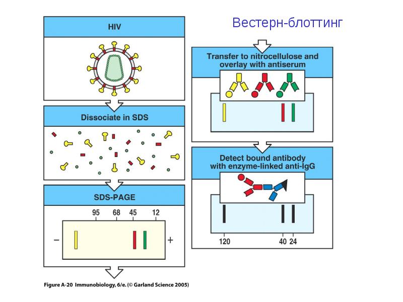 На изображении представлены результаты вестерн блоттинга. Метод вестерн Блот. Вестерн блоттинг схема. Вестерн-блоттинг анализ. Вестерн Блот анализ.