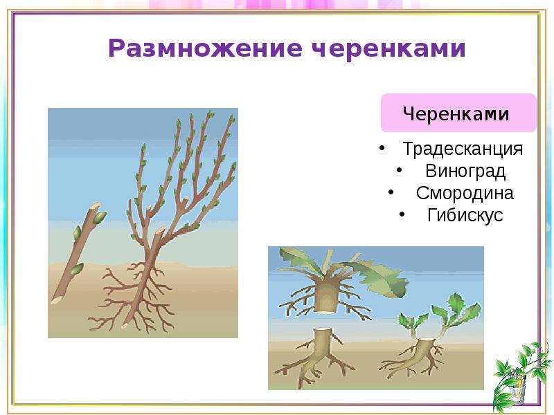 Размножение растений 3. Способ размножения дуба. Размножение растений логотип. Ветровые растения размножение.