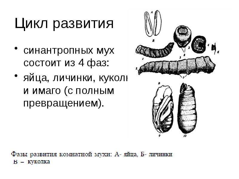 Каким номером на рисунке обозначена стадия предназначенная для превращения личинки в имаго