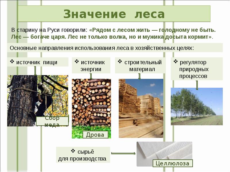 Леса презентация 9 класс география