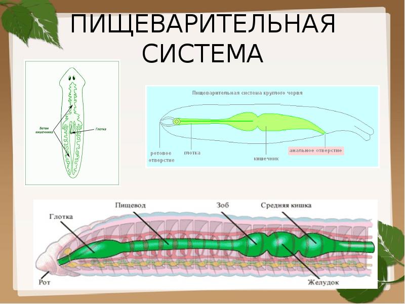 Плоские черви строение образ жизни. Пищеварительная система круглых червей 7 класс. Пищеварительная система кольчатых червей 7 класс. Пищеварительная система плоских червей 7 класс. Пищеварительная система кольчатых червей таблица.