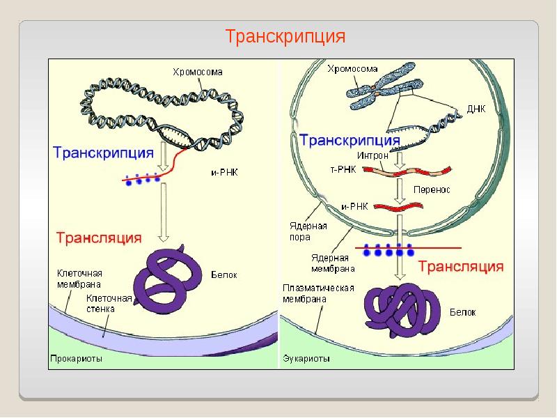 Регуляция транскрипции и трансляции в клетке и организме урок 10 класс презентация