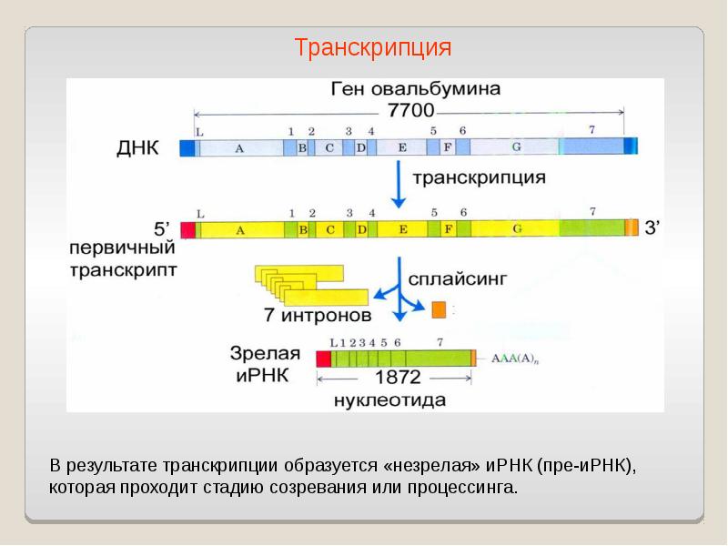 Ирнк процесс. Строение ИРНК эукариот. Транскрипция ИРНК. Строение зрелой ИРНК. Зрелая информационная РНК.