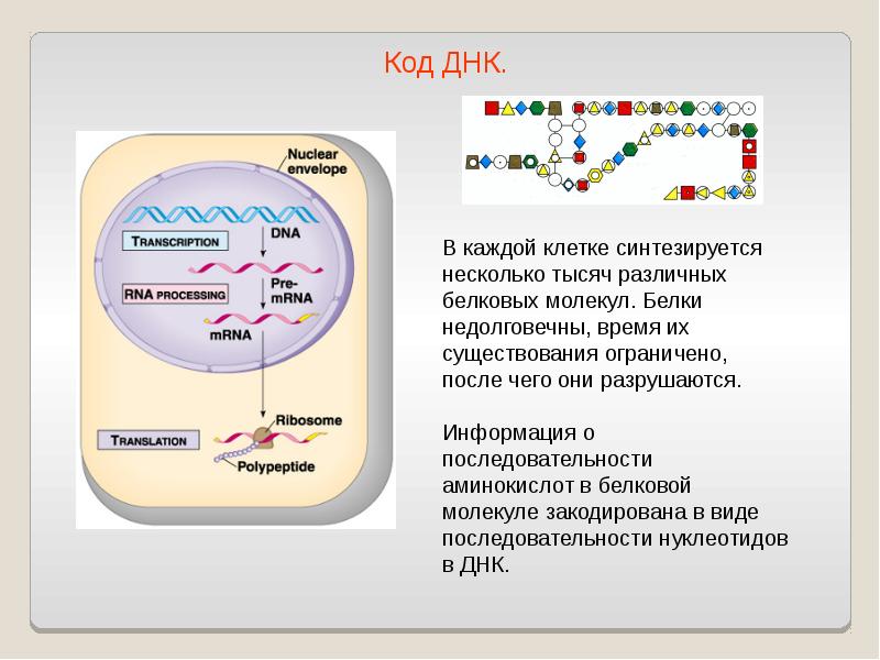 Черкесский днк проект