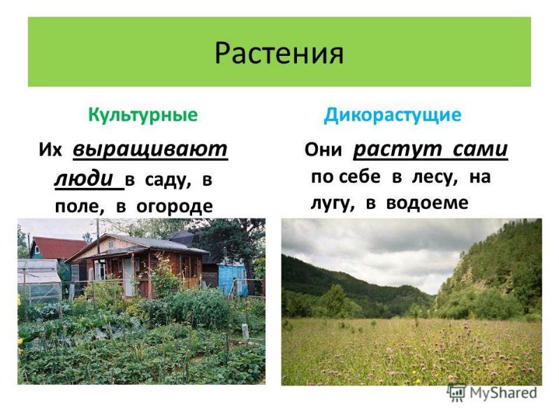 Презентация на тему культурные растения биология 6 класс