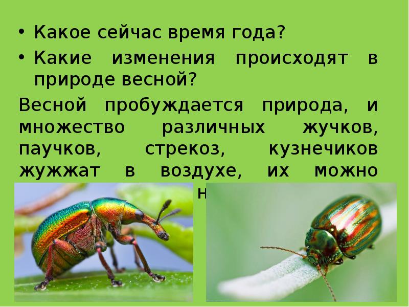Жуков презентация 1 класс. Урок изо в 1 классе разноцветные жуки. Разноцветные жуки рисование 1 класс. Жук многоцветный. Разноцветные жуки 1 класс изо Стрекоза.