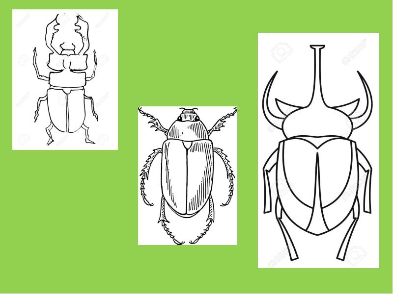 Рисунки жуков 1 класс