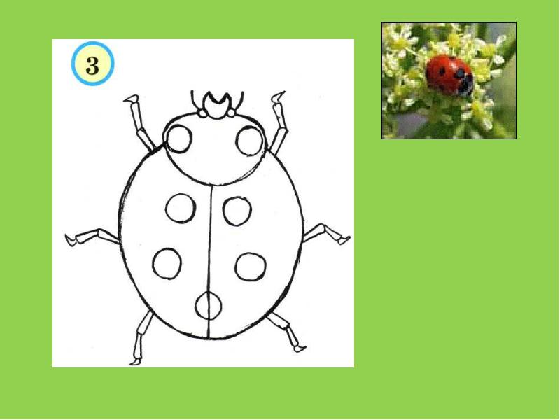 Изо презентация 1 класс разноцветные жуки поэтапное рисование