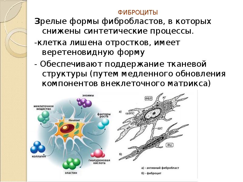 Фибробласты рисунок. Фибробласт функции гистология. Фибробласты и фиброциты. Фиброциты. Фибробласт электронограмма.