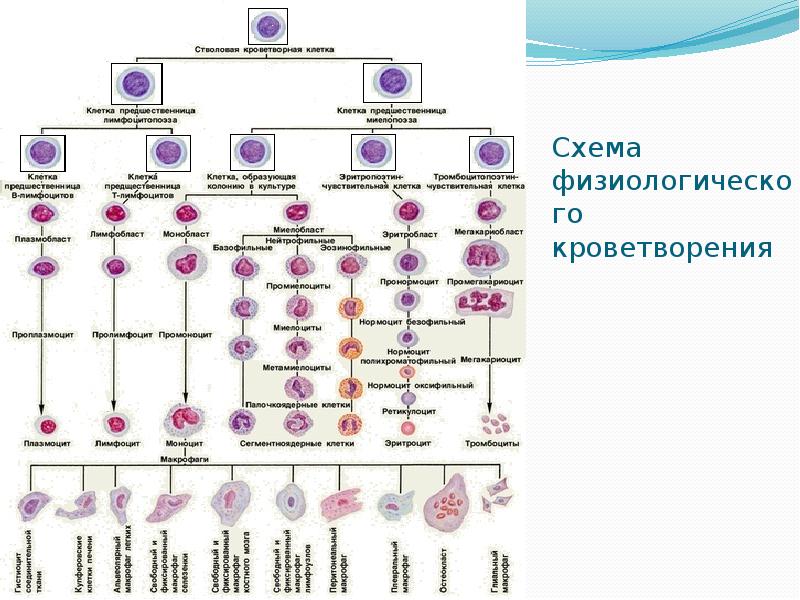 Схема кроветворения человека картинки