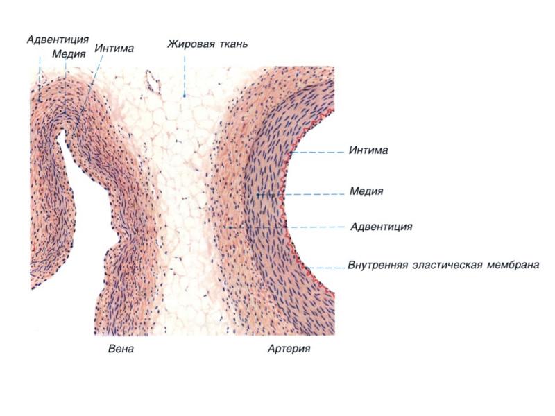 Сердечно сосудистая система гистология презентация