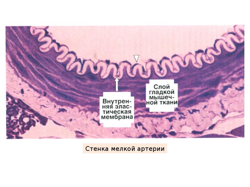 Сердечно сосудистая система гистология презентация