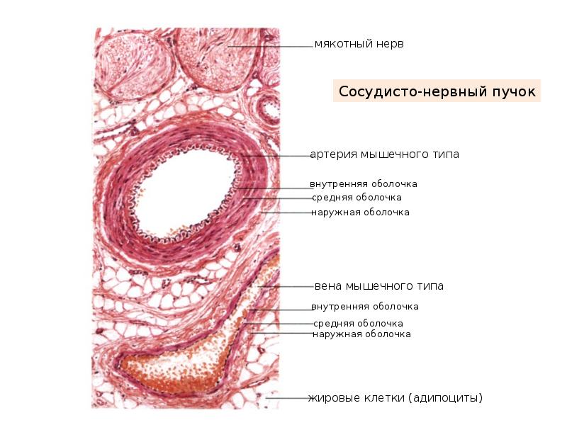 Сердечно сосудистая система гистология презентация