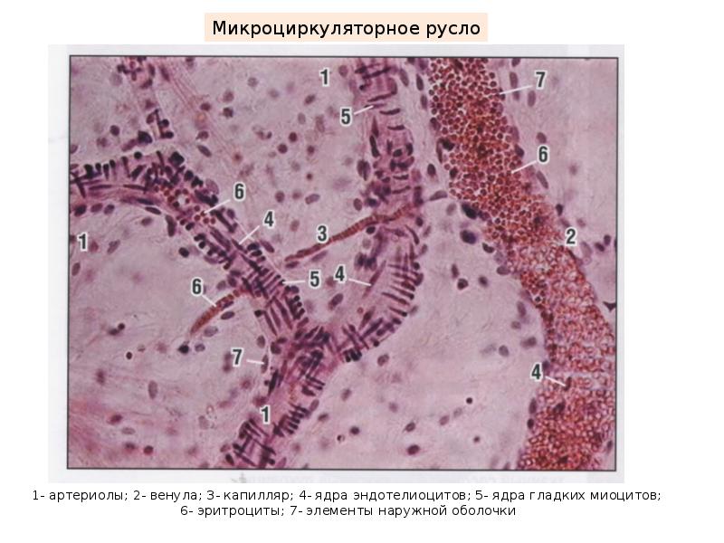 Сердечно сосудистая система гистология презентация